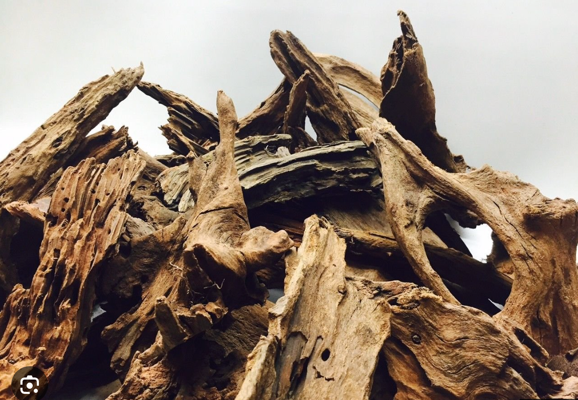 Racines de Mangrove Naturelles (Mangrove Driftwood)