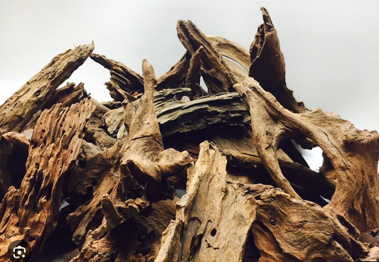 Racines de Mangrove Naturelles (Mangrove Driftwood)