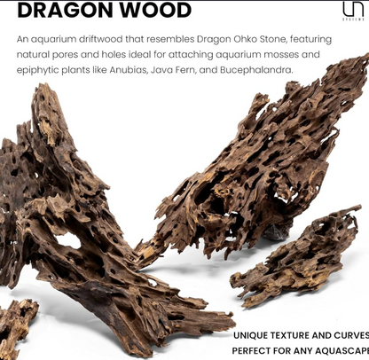 Racines Dragon Wood Premium (Honeycomb Wood) par kg