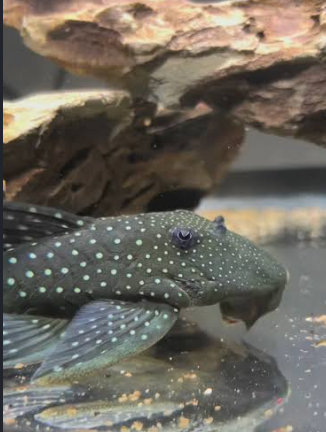 NIXO Pleco  Fish Sinking Wafers