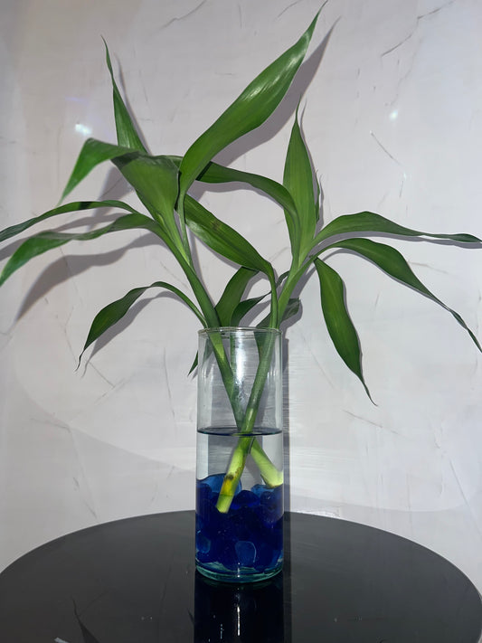 Décor vivant (Dracaena sanderiana)