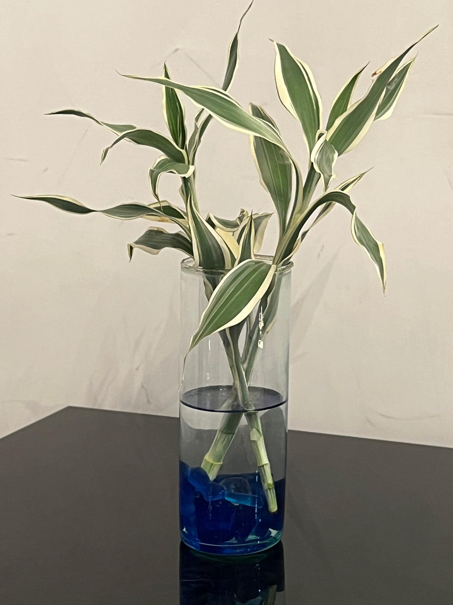 Décor vivant (Dracaena sanderiana)