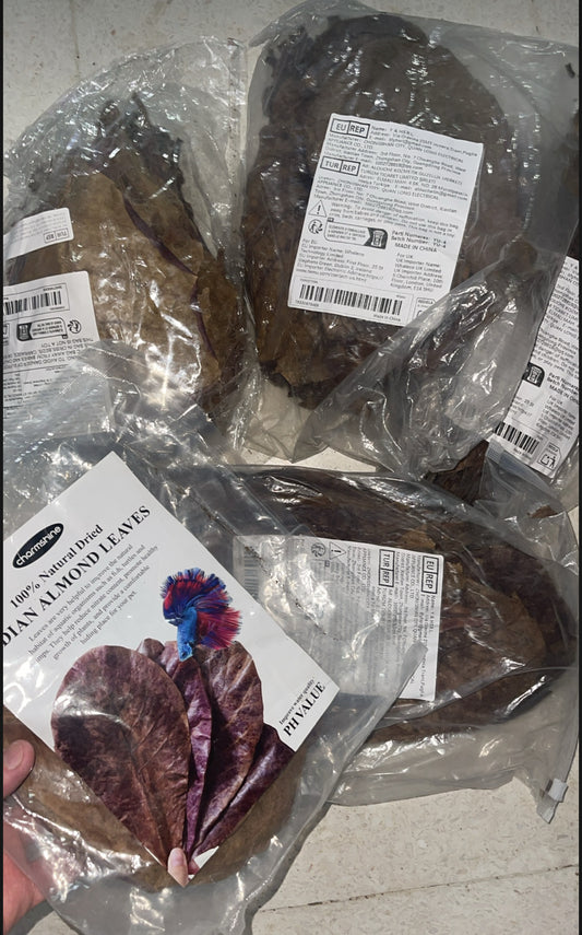 Feuilles de Catappa Naturelles