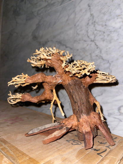 Arbre Bonsaï en bois naturel (Bonsai Driftwood) 30cmX19cmX20cm