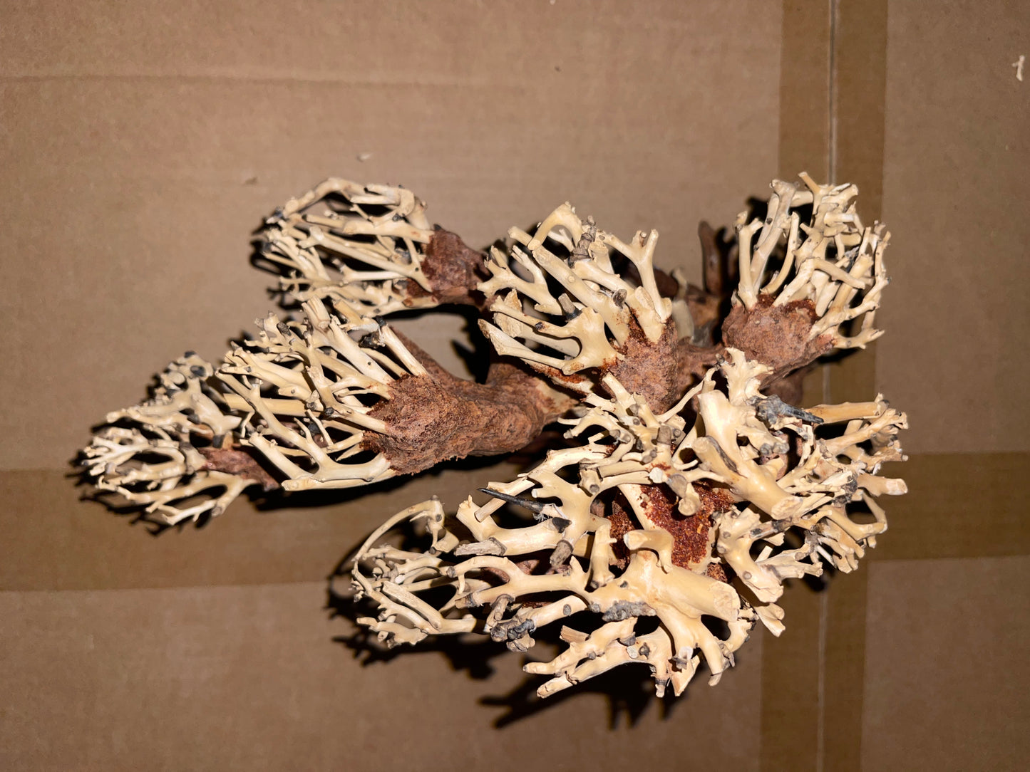 Arbre Bonsaï en bois naturel (Bonsai Driftwood) 30cmX19cmX20cm