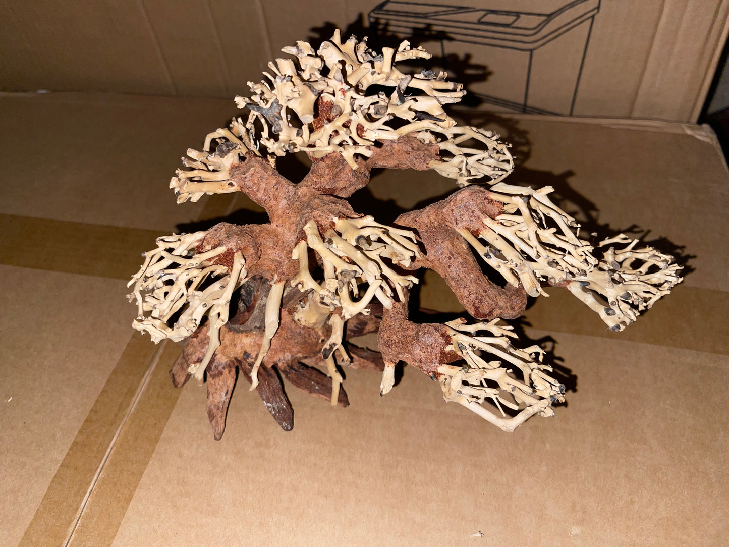 Arbre Bonsaï en bois naturel (Bonsai Driftwood) 30cmX19cmX20cm